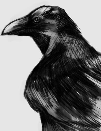 Crow Study 3