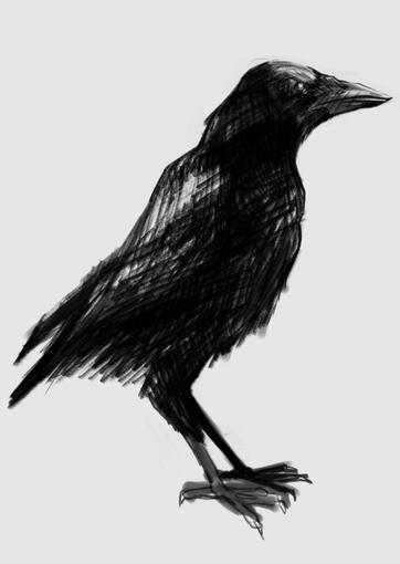 Crow Study 1