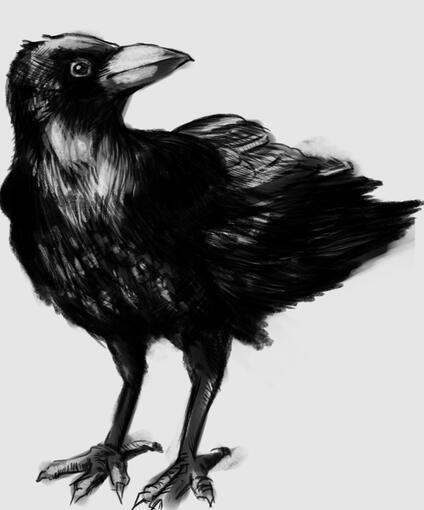 Crow Study 2